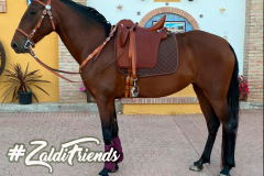 Zaldi-Drim-Lusitanus-tostada-a-medida-EQUIscan-de-BIENESTARCABALLO-1
