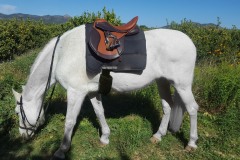 Zaldi-universal-Europa-2G-a-medida-EQUIscan-de-BIENESTARCABALLO-1