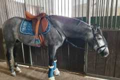Zaldi-Jupiter-a-medida-EQUIscan-de-BIENESTARCABALLO