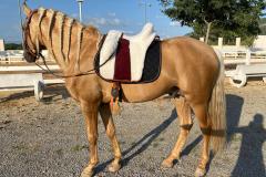 Zaldi-Relvas-bordeaux-y-tostada-a-medida-EQuiscan-de-BIENESTARCABALLO-4